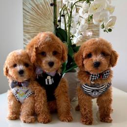 Maltipoo puppies from Celebrity Maltipoos