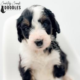 MARA - Tri-color female Bernedoodle puppy in Tipton, Indiana from Country Creek Doodles
