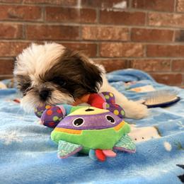 Wonder Boy - Gold and white male Shih Tzu puppy in New York, New York from Falling Star