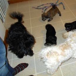 Havanese Puppies from Court Jester Havanese