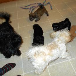 Havanese Puppies from Court Jester Havanese