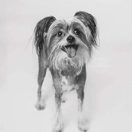 Chihuahua and Chinese Crested Puppies from Western Kentucky Chihuahua’s and Chinese Crested’s