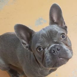 French Bulldogs from Kingdom French Bulldogs