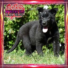 LIGHTNING - Black female German Shepherd puppy in Murrieta, California from Diamond Oaks German Shepherds