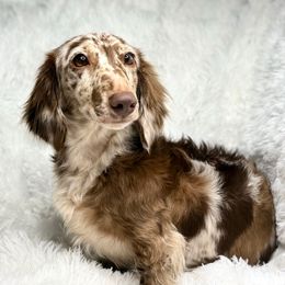 Kora - Dachshund