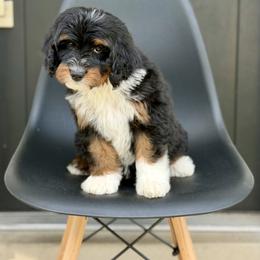 Rosalina- blue collar female - Tri-color female Bernedoodle puppy in Salt Lake County, Utah from Coco Avenue Pups