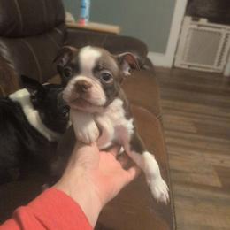 Billy - Black and white male Boston Terrier puppy in Thomasville, North Carolina from Jamie's Boston Terrier Babies