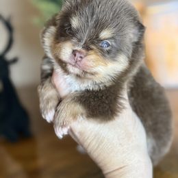 Ginger snap - Chocolate and tan female Pomeranian puppy in Kilgore, Texas from 5 Star Poms