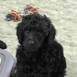 AKC Apollo - Red - Black male Poodle puppy in Baytown, Texas from Charlotte & Co. Miniature Poodles
