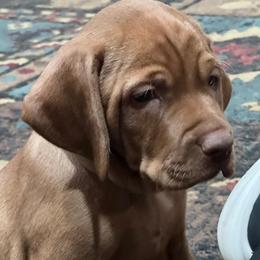 Red collar - Golden rust male Vizsla puppy in Coal Center, Pennsylvania from Waymaker Vizslas