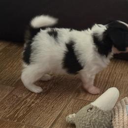 Boy 1 - White black and tan male Papillon puppy in Benton, Arkansas from Mama's Pride Poms and Paps
