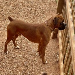 Boxer Puppies from Jarrells AKC Boxers of NC