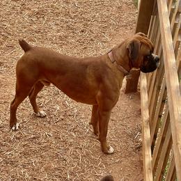 Boxer Puppies from Jarrells AKC Boxers of NC