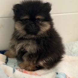 Rhett - Black and tan male Pomeranian puppy in Newport Beach, California from Exotic City Pomeranians and chihuahuas