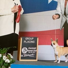 American Hairless Terriers and Chihuahuas from CAS' American Hairless Terriers and Chihuahuas