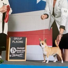 American Hairless Terriers and Chihuahuas from CAS' American Hairless Terriers and Chihuahuas