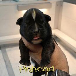 Dark Reverse brindle boy 6 - Brindle male Boxer puppy in Red Boiling Springs, Tennessee from Silver Rain