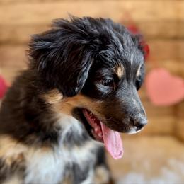 Fern - Black tri female Miniature American Shepherd puppy in Ash Grove, Missouri from 3 Barrels Farms, LLC