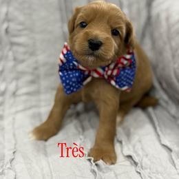 Tres - Red male Australian Labradoodle puppy in Calhoun, Louisiana from Arrowhead Australian Labradoodles