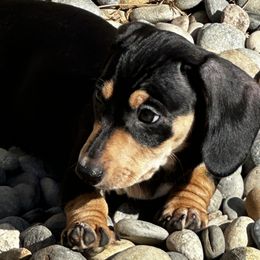 Dachshund Puppies from Empire's Dachshunds