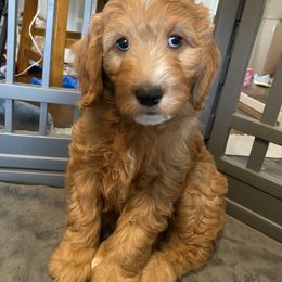 Goldendoodle Puppies from BB Doodles