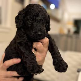 Denaro - Black male Assorted Doodle Crosses puppy in Polkton, North Carolina from Gaga's Doodles
