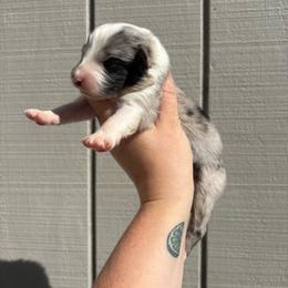 Girl 1 - Blue merle female Australian Shepherd puppy in Martville, New York from Jasmin's Australian Shepherds