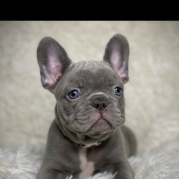 French Bulldog Puppies from Amocat Bullies