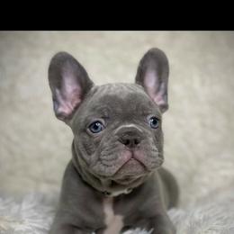 French Bulldog Puppies from Amocat Bullies