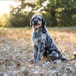 Ruby - Aussiedoodle