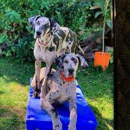 Dachshund and Great Dane All Grown Up from KIAYA BUTLER