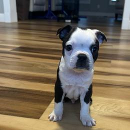 Kingston (AKC, male) - Black brindle and white male Boston Terrier puppy in Wildwood, Missouri from Belleville Bostons