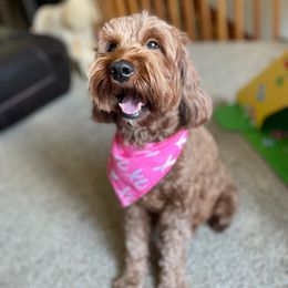Clarabelle - Australian Labradoodle