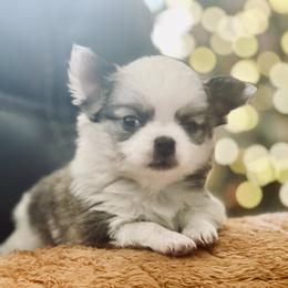 Tina The TEENIE TINY - Sable spotted white female Chihuahua puppy in Summerfield, Florida from Impeccable's Boutique & Ethical Breeder for the educated & discriminating ONLY