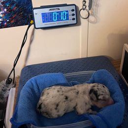 Girl 3 - Blue merle and white female American Corgi puppy in Crystal River, Florida from Coopers Korner
