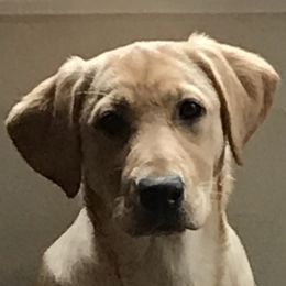 Labrador Retriever Puppies from Sycamore Kennels