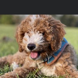 Goldendoodle and Poodle Puppies from CharleighRae Poodles and Doodles