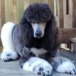 Vanna - Poodle