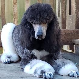 Vanna - Poodle