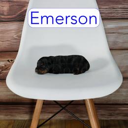 Emerson - Phantom male Goldendoodle puppy in Calhoun, Georgia from Happy Top Doodles