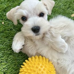 Rylie - Wheaten female Miniature Schnauzer puppy in Canyon Lake, Texas from Chambers Schnauzers