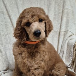 Orange girl - Red  female Poodle puppy in Toms River, New Jersey from Bayview Poodles