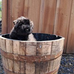 Bouvier des Flandres puppies from Rebellious Bouvier
