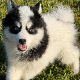 Diesel - Black and white male Pomsky puppy in Mc Minnville, Oregon from West Coast Pomskies