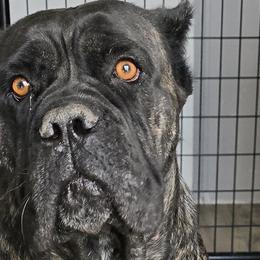 Hera - Cane Corso