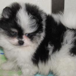 Pomeranians and Shih Tzus from Sweet Success