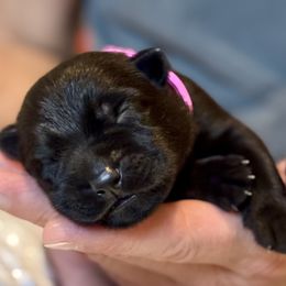 Girl 2 - Black female German Shepherd puppy in La Porte, Indiana from Haus Kriegerhund