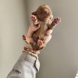 Cavalier King Charles Spaniel and Cavapoo Puppies from Heart Mountain Cavaliers