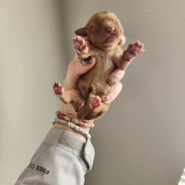 Cavalier King Charles Spaniel and Cavapoo Puppies from Heart Mountain Cavaliers