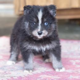 Crush - Tri-color female Pomsky puppy in Moultonborough, New Hampshire from Foxfire Arctic Spitz